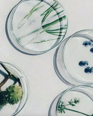 Overhead flat lay of petri dishes containing natural botanical ingredients.