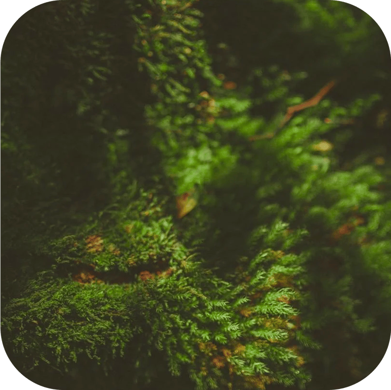 natural-organic-skincare-products